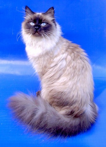 Сибирские кошки Важная Виктория из Империи Кэт