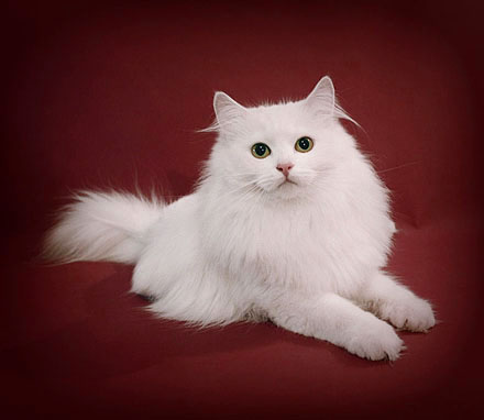 Сибирская кошка Алисинья Маркус Снежная Сибирь